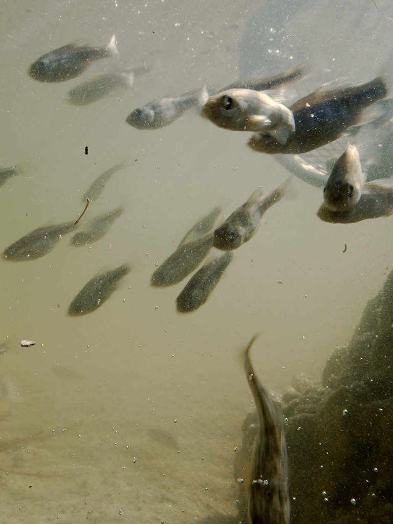 Pecos pupfish